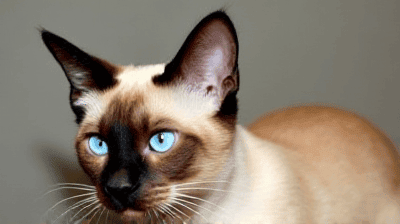 All About the Siamese: A Vocal and Affectionate Feline Friend