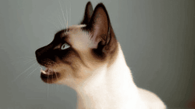 All About the Siamese: A Vocal and Affectionate Feline Friend