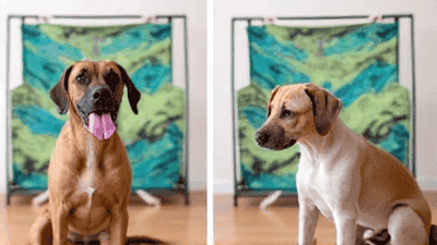 Creating DIY Pet Photo Booths: Fun Setups for Memorable Shots