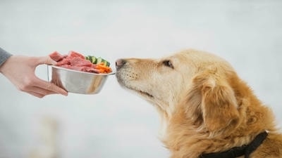 Creating a Balanced Diet for Your Dog: Essential Nutrients Explained