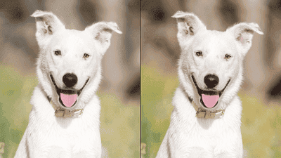 Editing Tips for Pet Photos: How to Enhance Your Images for a Professional Look