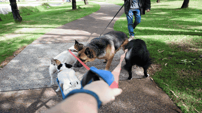 Finding Local Pet Events: How to Connect with Other Pet Owners in Your Community