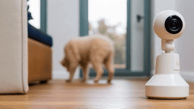 Pet Camera Reviews: Keeping an Eye on Your Furry Friends While You're Away