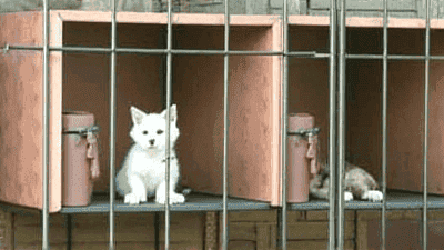 The Importance of Spaying and Neutering: Reducing Shelter Overpopulation