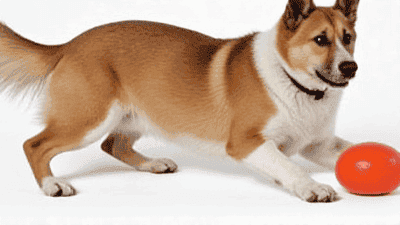 Top 5 Eco-Friendly Pet Toys That Your Pets Will Love