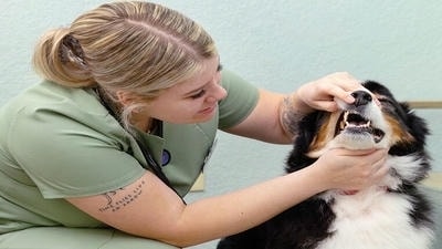Why Your Pet Needs a Regular Dental Check-Up: The Dangers of Neglect